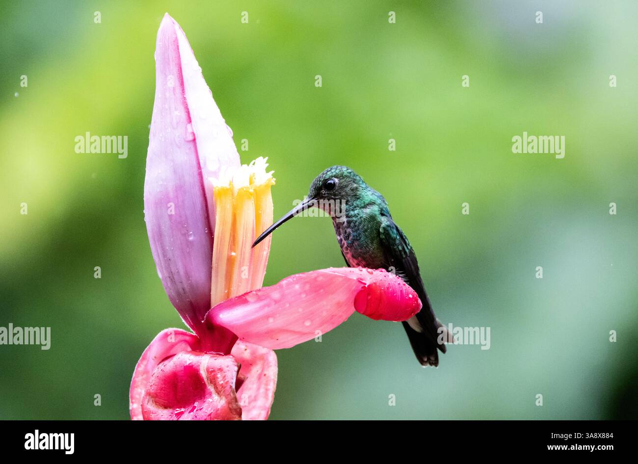 Nahaufnahme eines weiblichen Kolibri mit violettem Oberkörper, der sich von Nektar einer rosa Blume in den Ausläufern Ecuadors ernährt. Wissenschaftliche Bezeichnung Polyerata rosenbergi Stockfoto