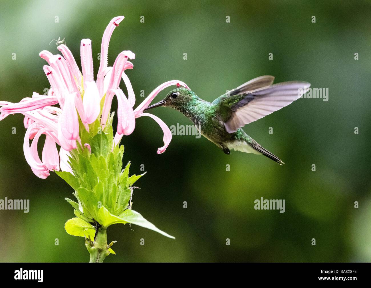 Nahaufnahme eines weiblichen Kolibri mit violettem Oberkörper im Flug, der sich von Nektar einer rosa Blume in den Ausläufern Ecuadors ernährt. Stockfoto