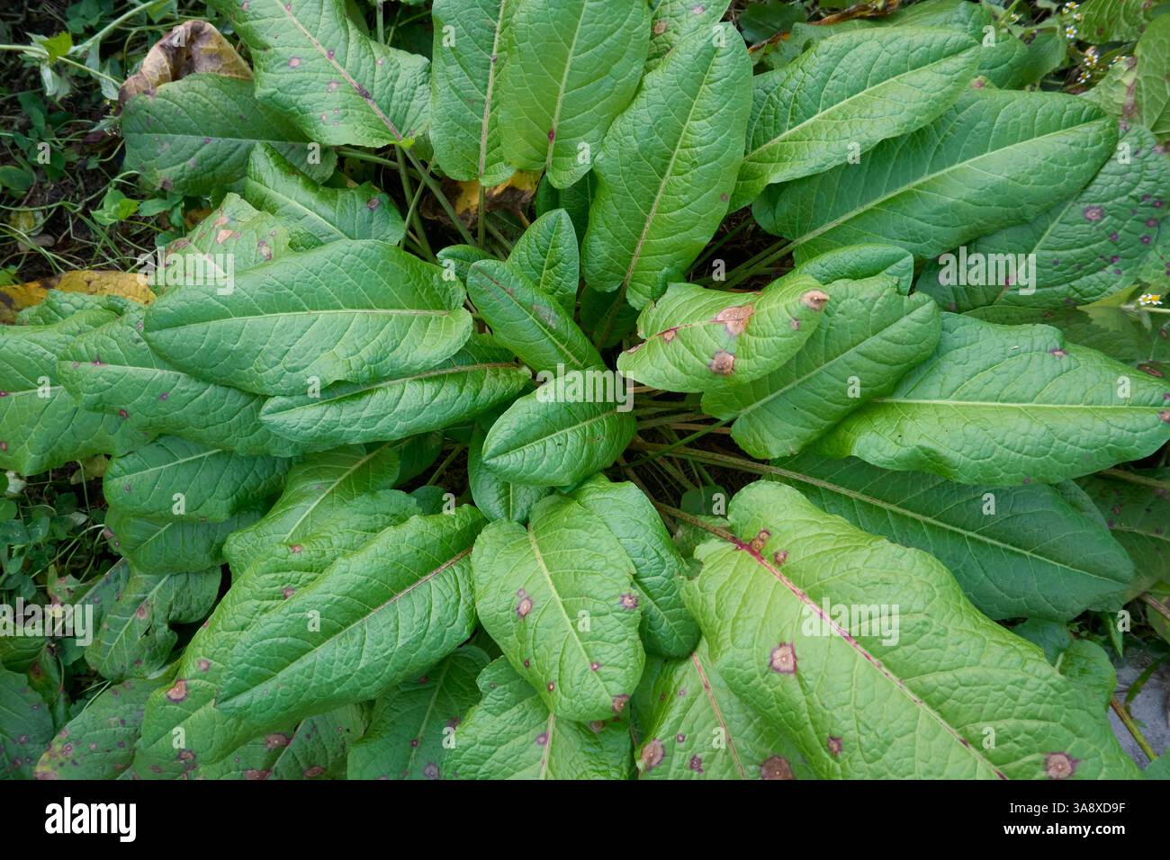 Rumex obtusifolius Pflanze aus nächster Nähe Stockfoto