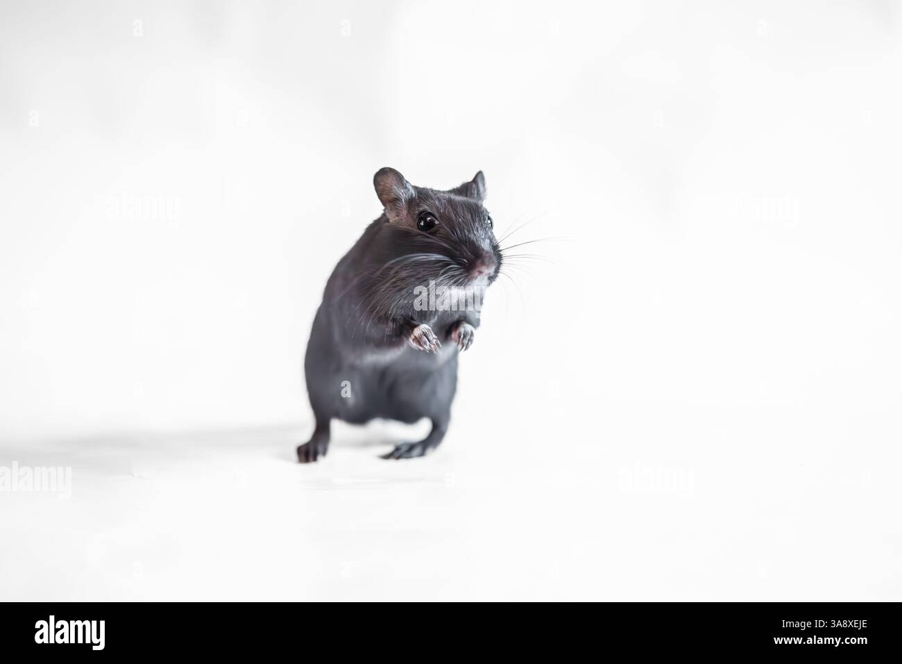 Schwarze Gerbil, Studioaufnahme auf weißem Hintergrund, stehend auf zwei Stockfoto