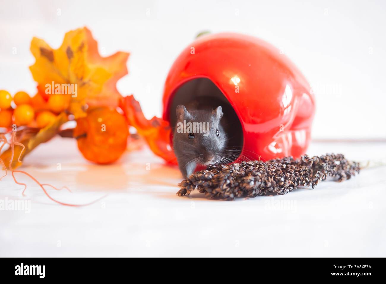 Schwarze Gerbil, Studioaufnahme auf weißem Hintergrund, Herbstthema Hintergrund Stockfoto