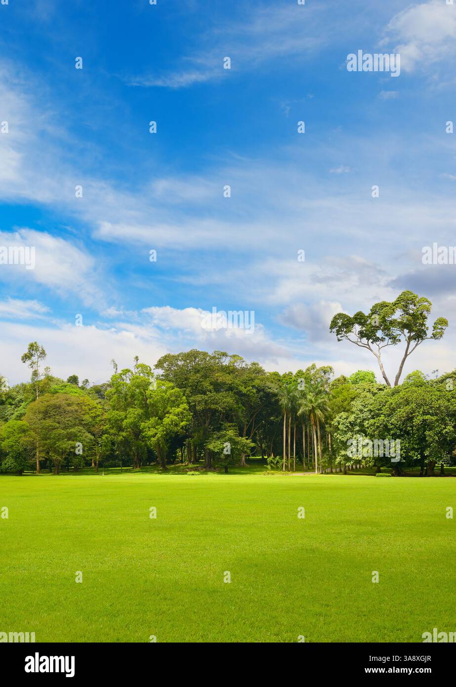 Schöner großer Park mit grünem Rasen, der mit frischem Gras bedeckt ist. Stockfoto