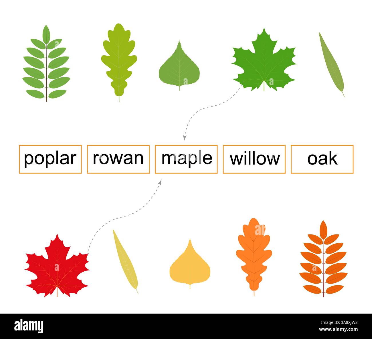 Aktivität für Kinder. 5 verschiedene Arten von Blattnamen. Vektorabbildung. Flaches Design. Stock Vektor