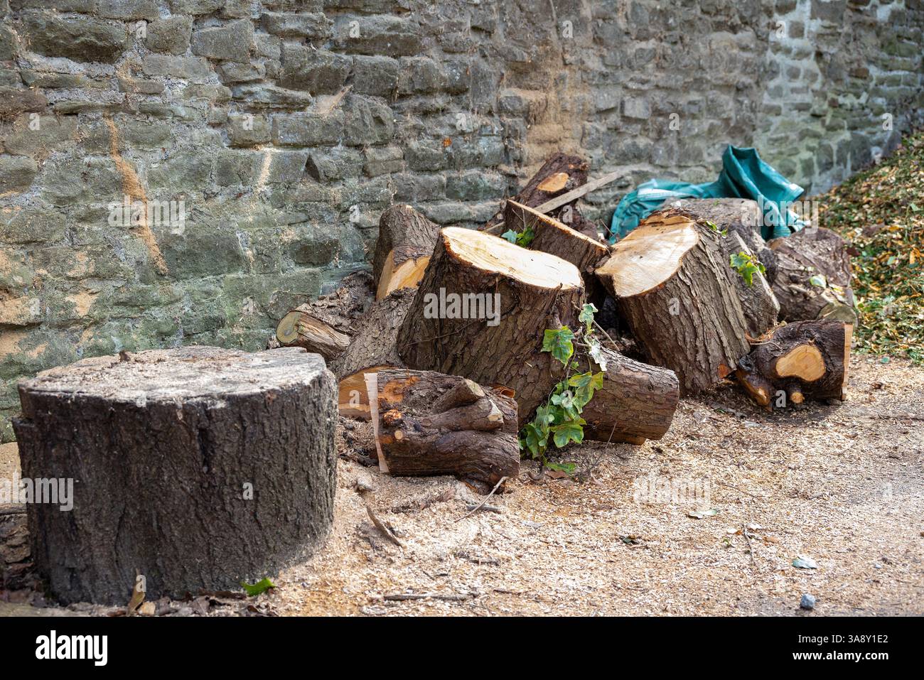 Ein Haufen frisch geschnittener Stämme befindet sich an einer Steinmauer, umgeben von Sägemehl und Holzspänen, was auf das Beschneiden von Bäumen oder die Vorbereitung von Brennholz hinweist. Stockfoto