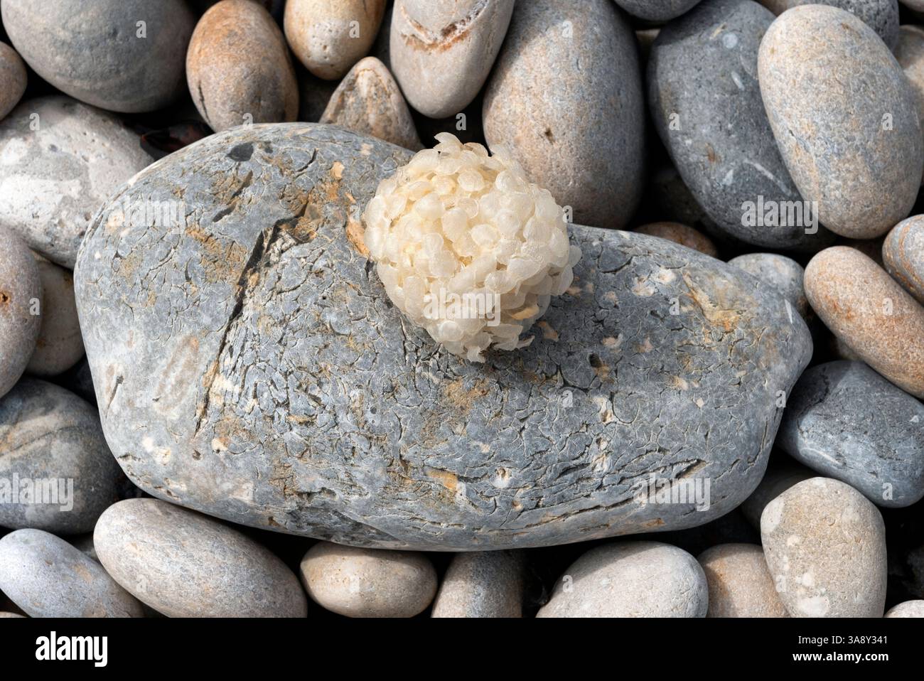 Leerer Whelk-Eierkasten am Kieselstrand Stockfoto