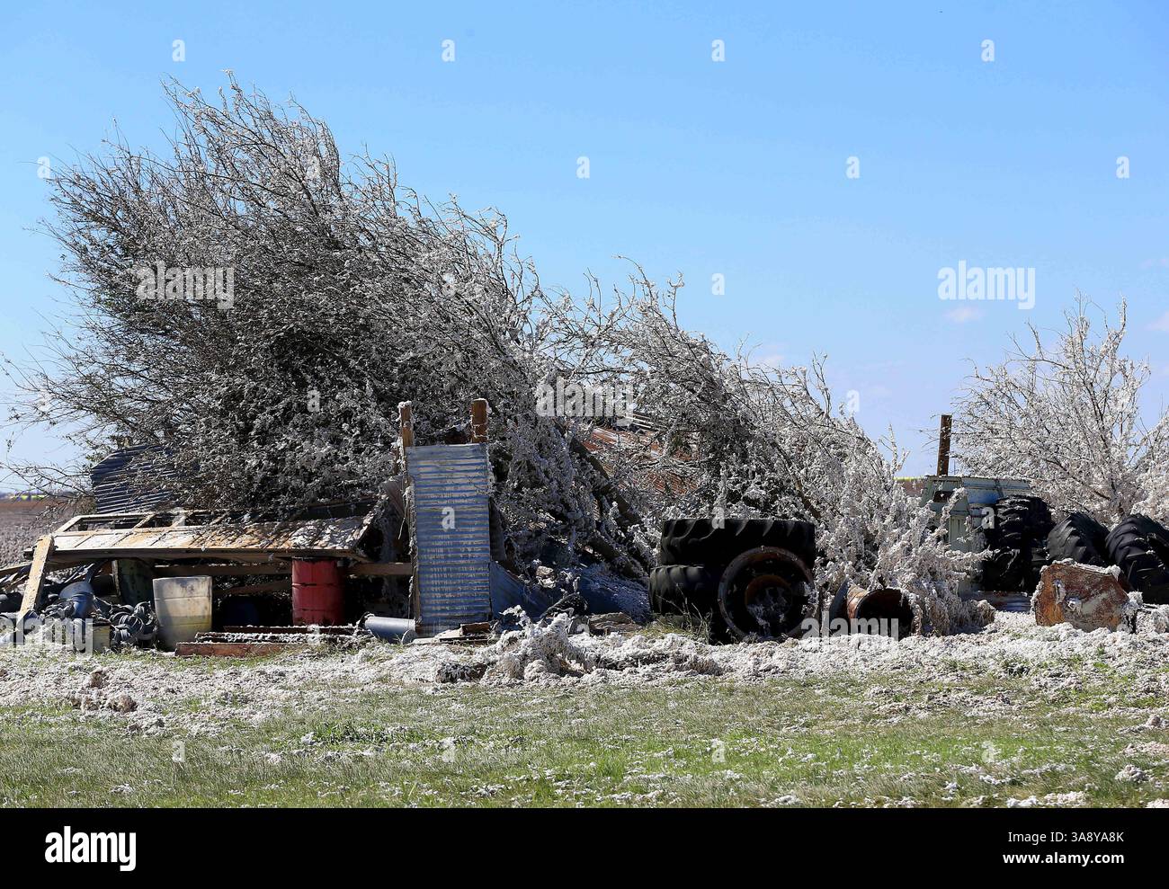 29. August 2017 – Bayside, TX, USA – Baumwoll bedeckt Land, nachdem Hurrikan Harvey mehrere Baumwollballen beschädigt hatte, am Dienstag, den 29. August 2017, bei FM 629 in der Nähe von Bayside, Texas. (Bild: © Gabe Hernandez/TNS via ZUMA Wire) Stockfoto