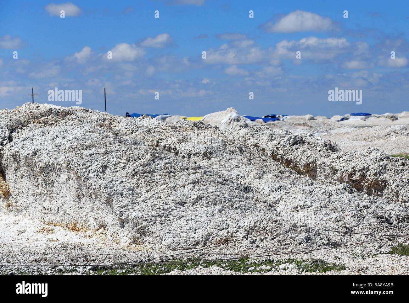 29. August 2017 – Bayside, TX, USA – Baumwoll bedeckt Land, nachdem Hurrikan Harvey mehrere Baumwollballen beschädigt hatte, am Dienstag, den 29. August 2017, bei FM 629 in der Nähe von Bayside, Texas. (Bild: © Gabe Hernandez/TNS via ZUMA Wire) Stockfoto