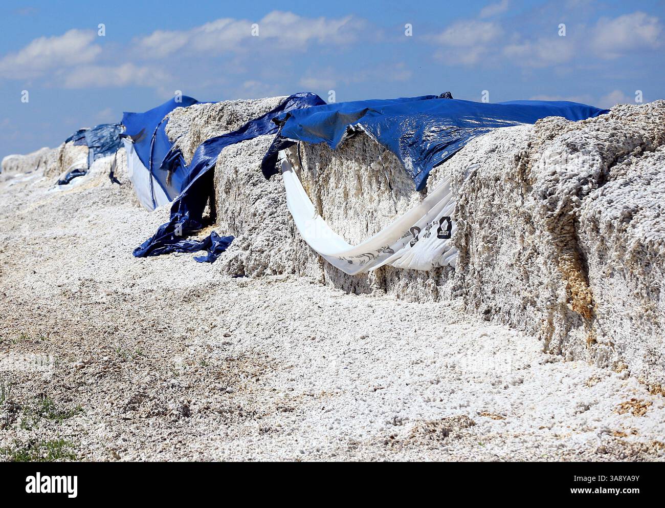 29. August 2017 – Bayside, TX, USA – Baumwoll bedeckt Land, nachdem Hurrikan Harvey mehrere Baumwollballen beschädigt hatte, am Dienstag, den 29. August 2017, bei FM 629 in der Nähe von Bayside, Texas. (Bild: © Gabe Hernandez/TNS via ZUMA Wire) Stockfoto