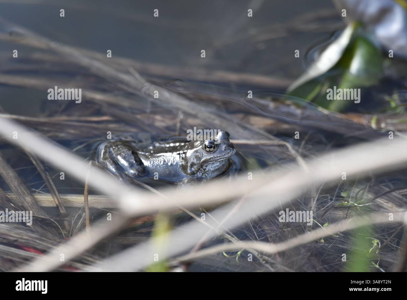 Rechtes Profilbild eines gewöhnlichen Frosches (Rana temporaria) mit Kopf und Oberteil über dem Teich Wasser, aufgenommen im März in Wales, Großbritannien Stockfoto