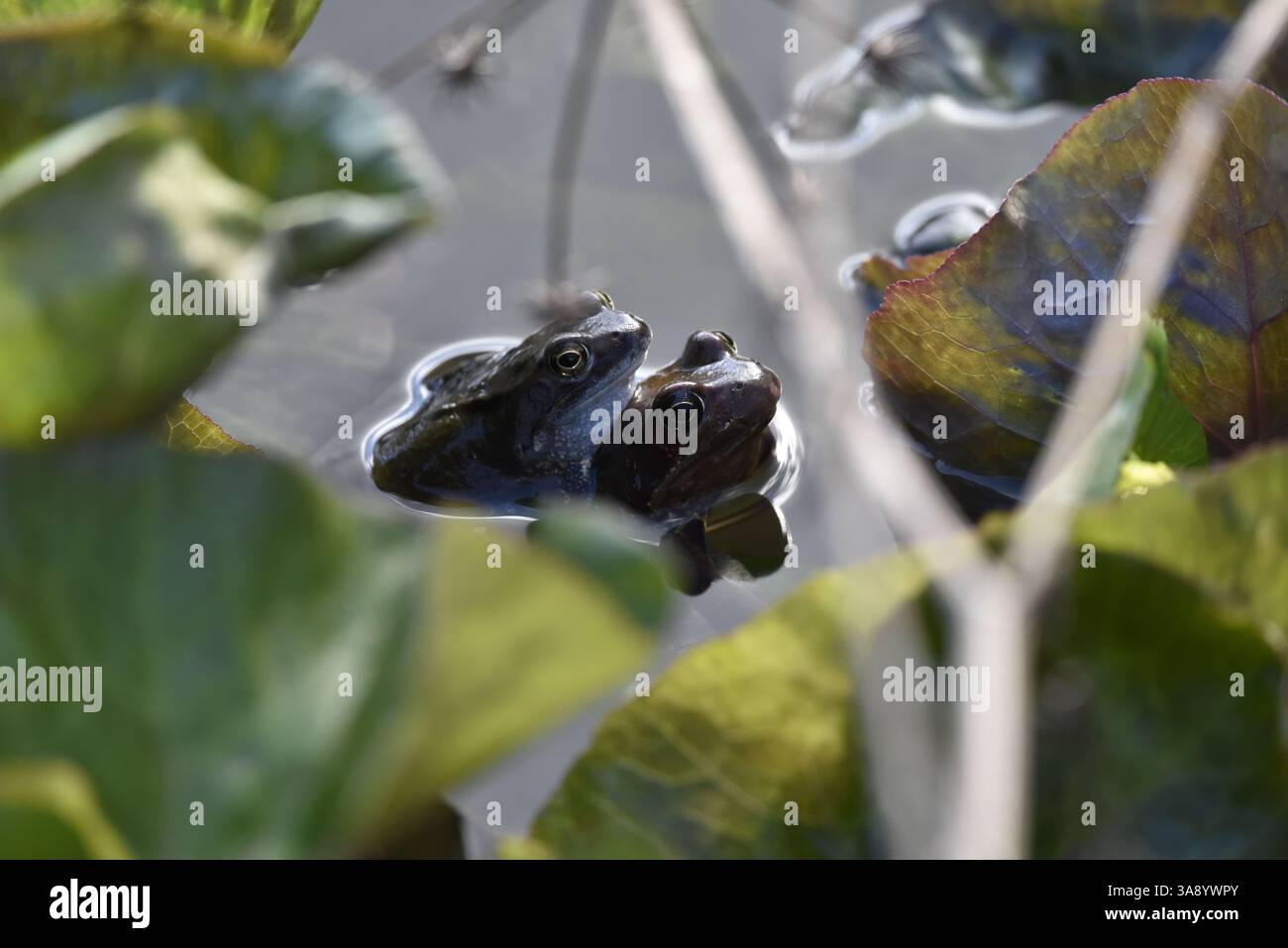 Sonnenlicht Paarungspaar gemeiner Frösche (Rana temporaria) mit Köpfen, die über dem Teichwasser schauen, Seite an Seite, eingerahmt von grüner Vegetation, aufgenommen in Großbritannien Stockfoto