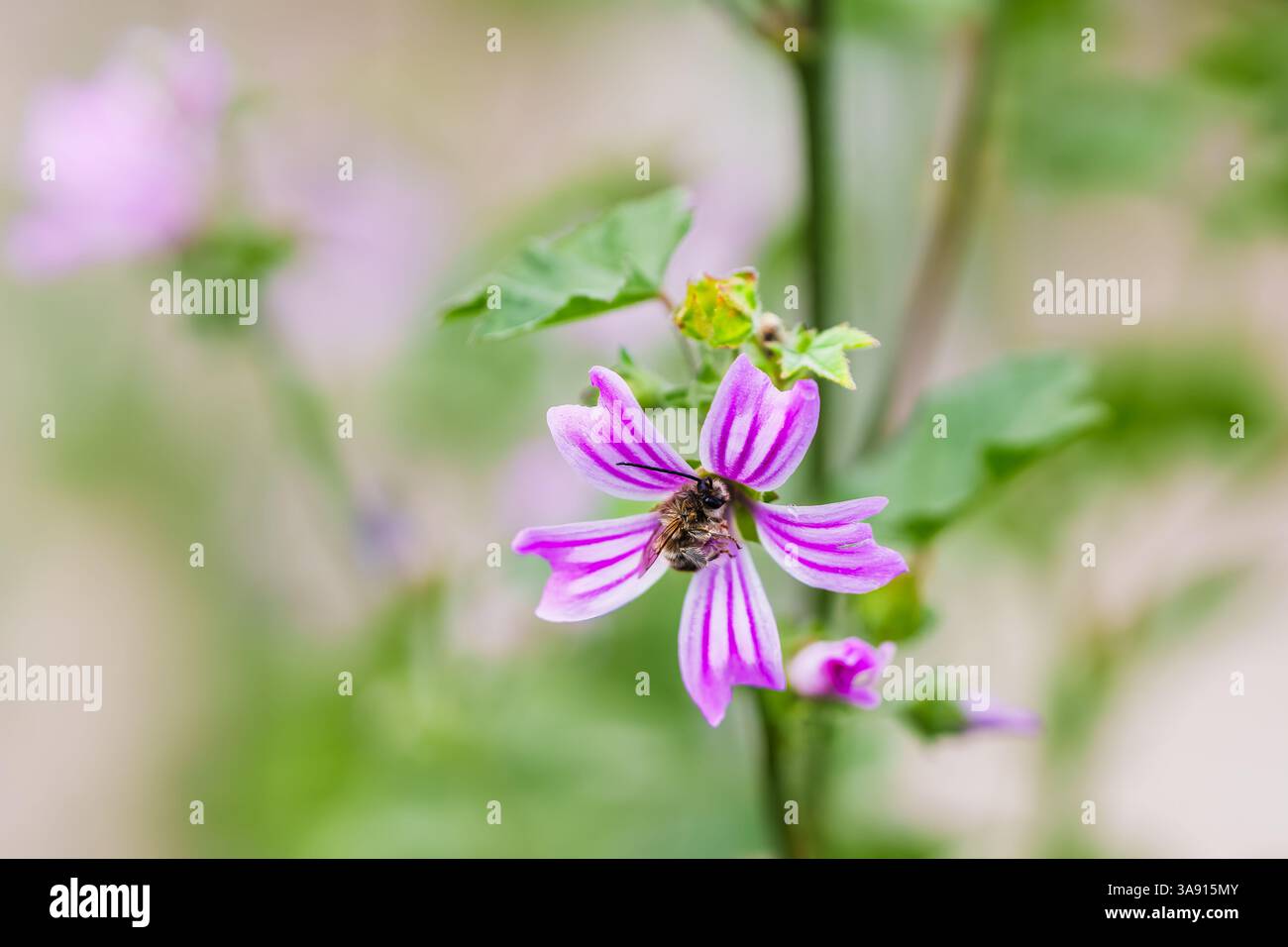 Die Biene sammelt bei Tageslicht Nektar von einer blühenden rosa Malvenblume. Stockfoto