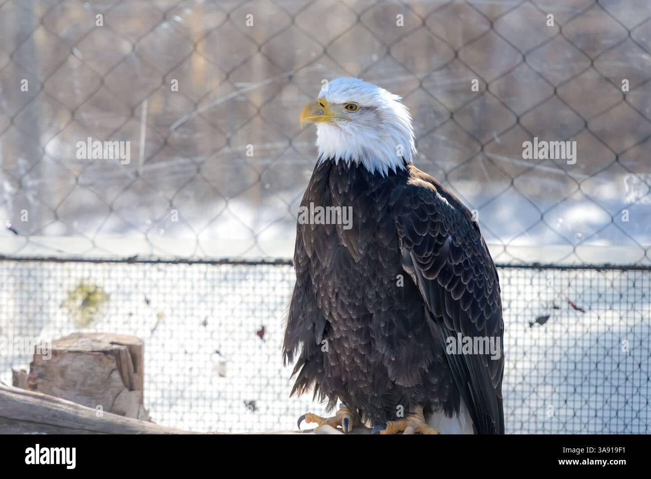Weißkopfseeadler in Gefangenschaft Stockfoto