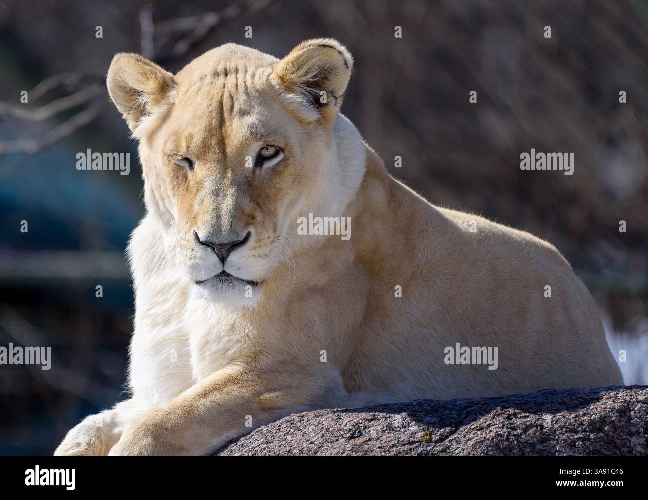 Löwin ruht auf einem Felsen Stockfoto