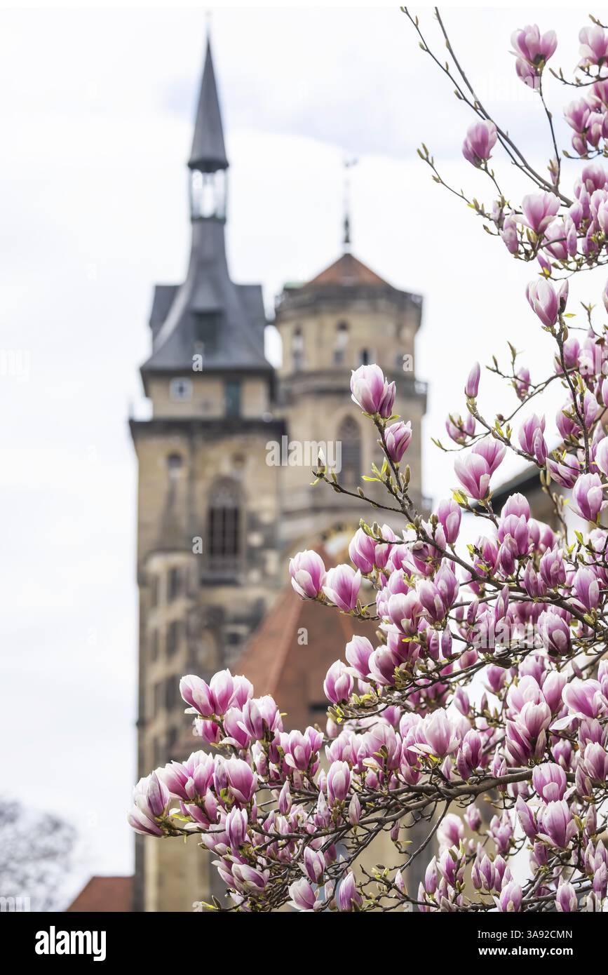 Magnolienblüte in Stuttgart. Magnolien blühen im Frühjahr auf dem Schlossplatz vor den beiden Türmen der historischen Stiftskirche. Stut Stockfoto