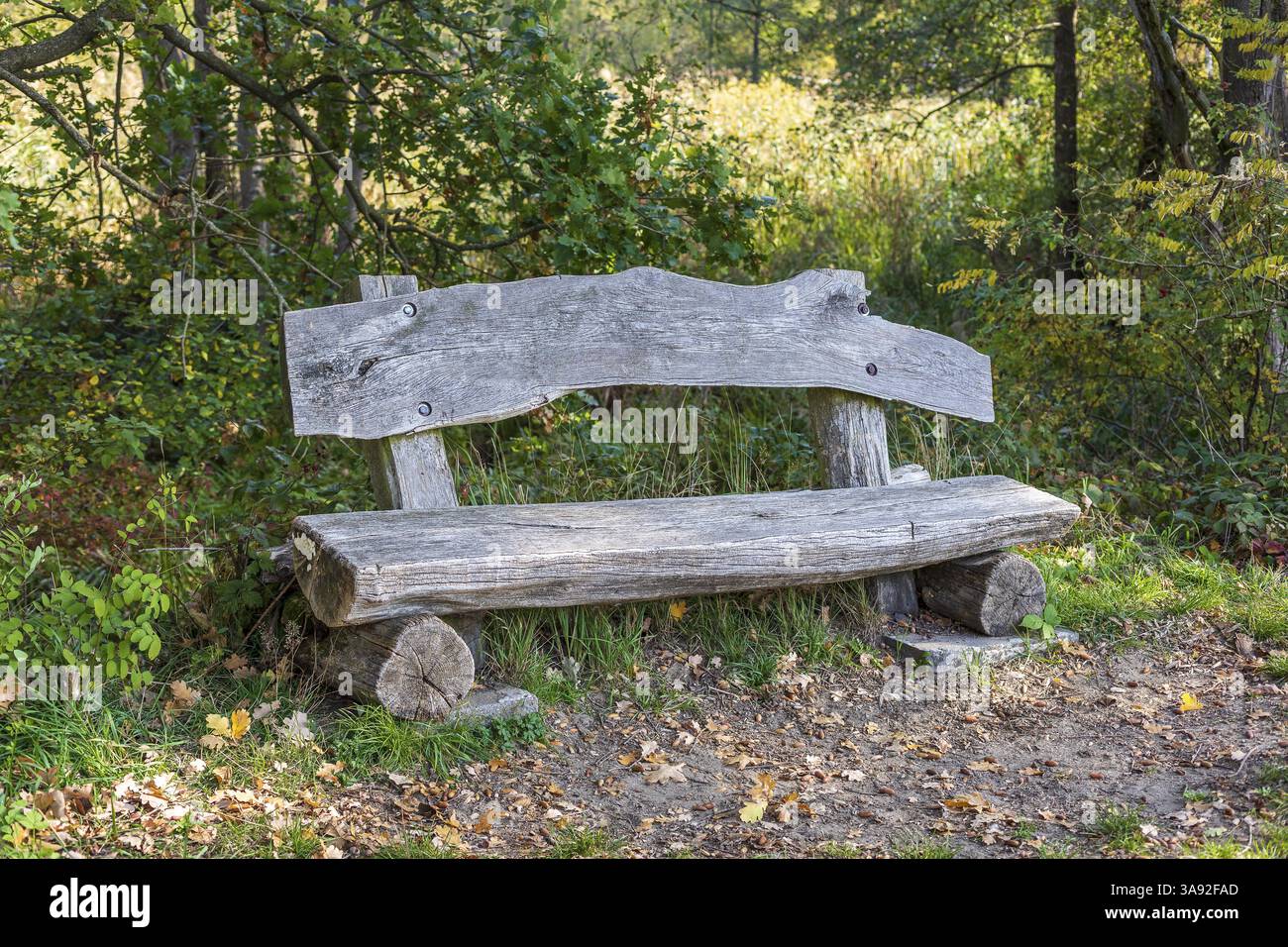 Rustikale Holzbank in der Koengisbruecker Heide, Sachsen, Deutschland, Europa Stockfoto