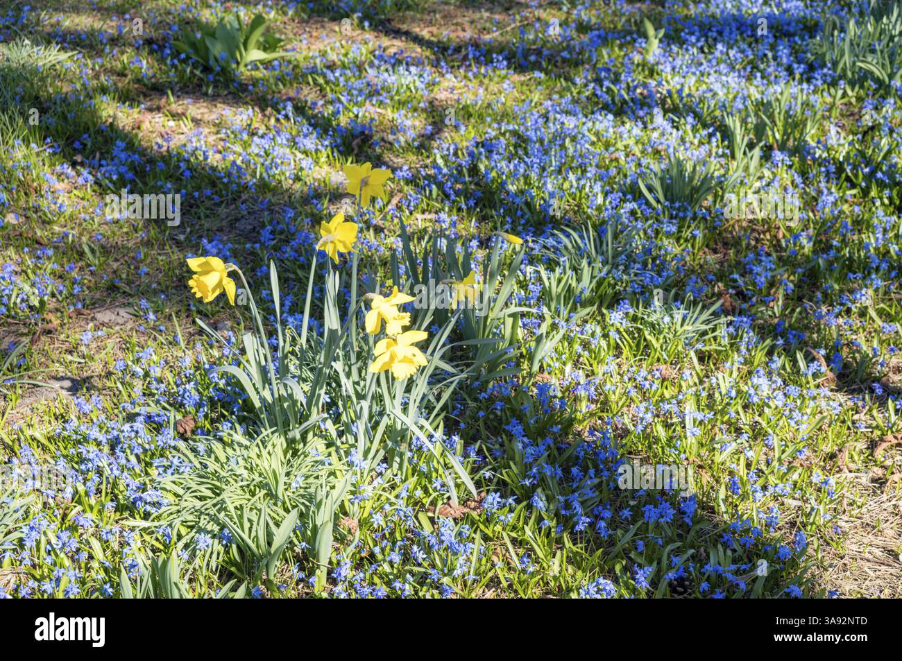 Gelbe Narzissen blühen inmitten eines Teppichs aus blauen scilla siberica-Blüten in einem Frühlingsgarten und sorgen für eine lebendige Farbenpracht Stockfoto