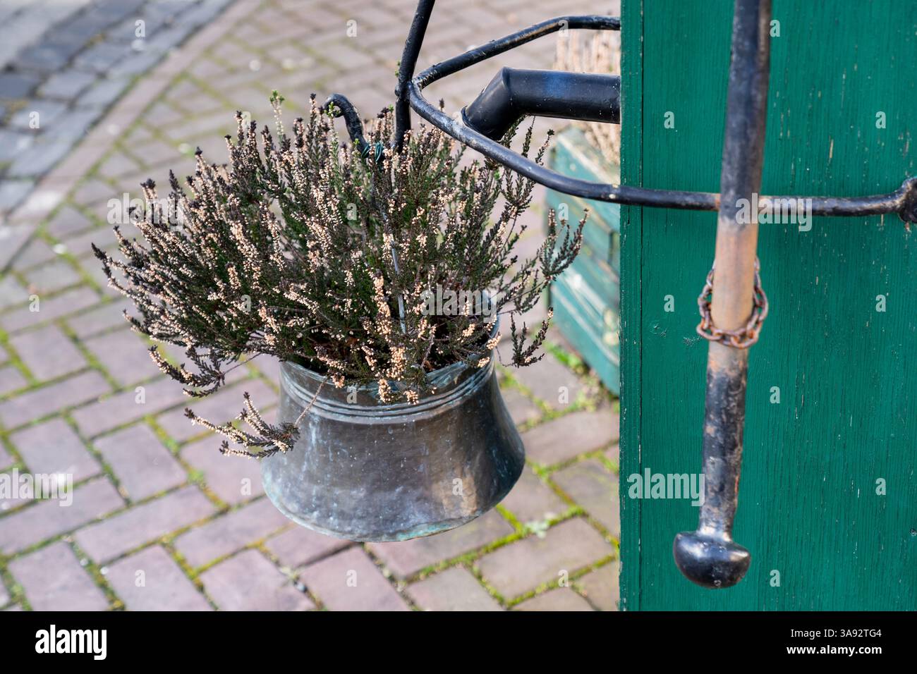 Eine schöne Pflanze hängt an einem Metallpfahl, mit ihren Wurzeln in einer Metallschale. Die Schüssel ist an der Stange befestigt, und die Pflanze blüht in ihrer neuen Stockfoto