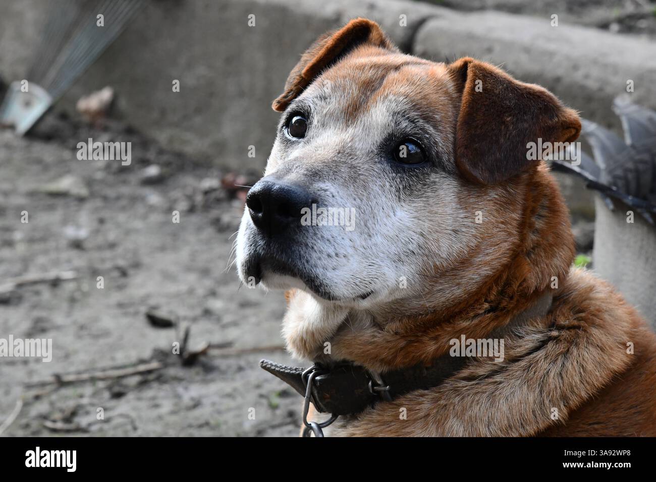 Niedliche welsh springer Spaniel Hunderasse am Abend. Stockfoto