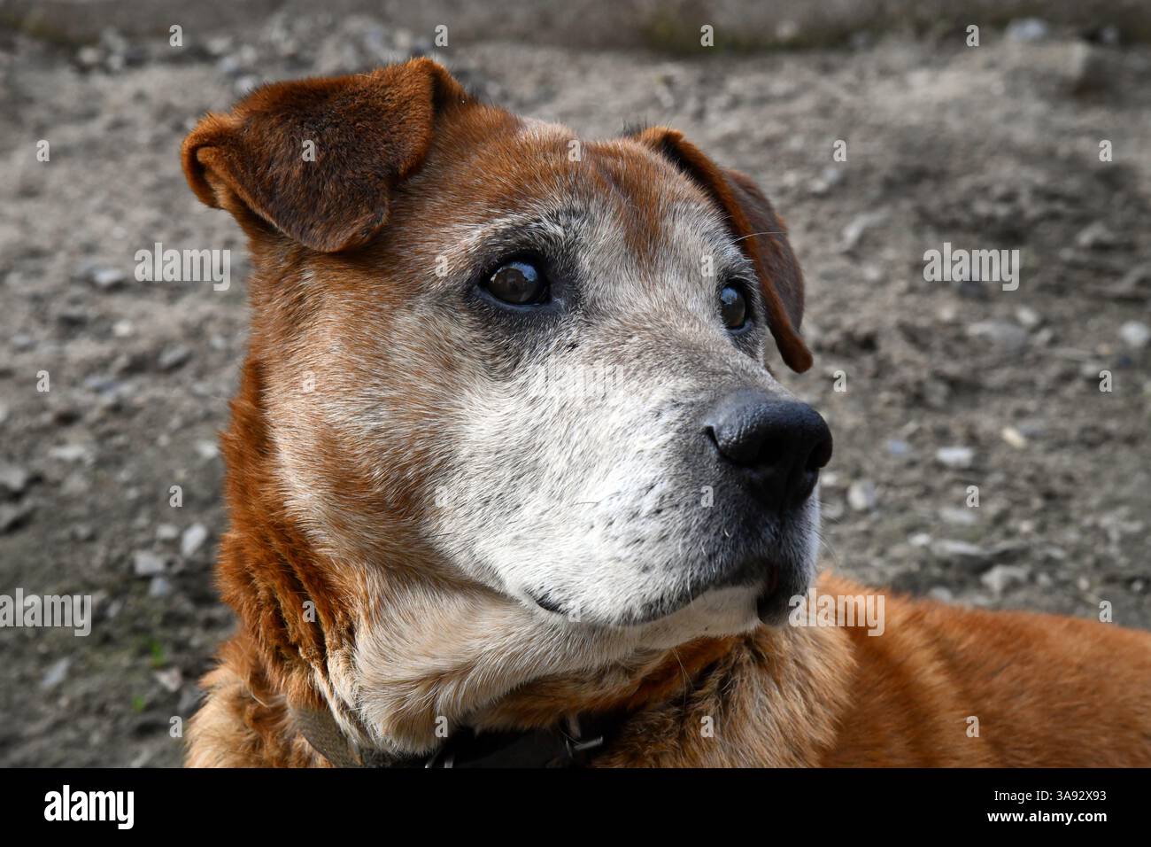 Niedliche welsh springer Spaniel Hunderasse am Abend. Stockfoto