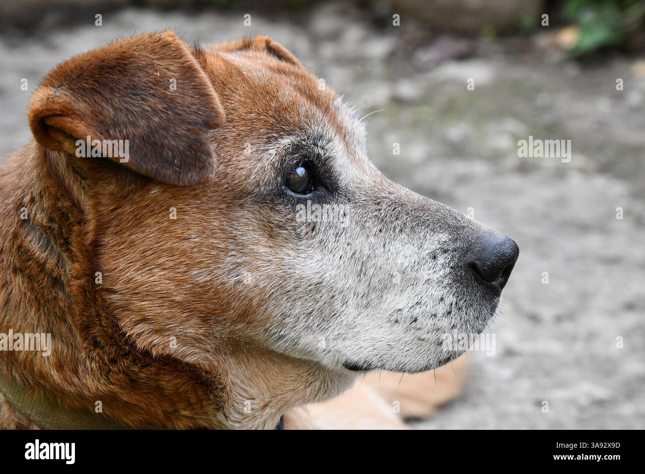 Niedliche welsh springer Spaniel Hunderasse am Abend. Stockfoto