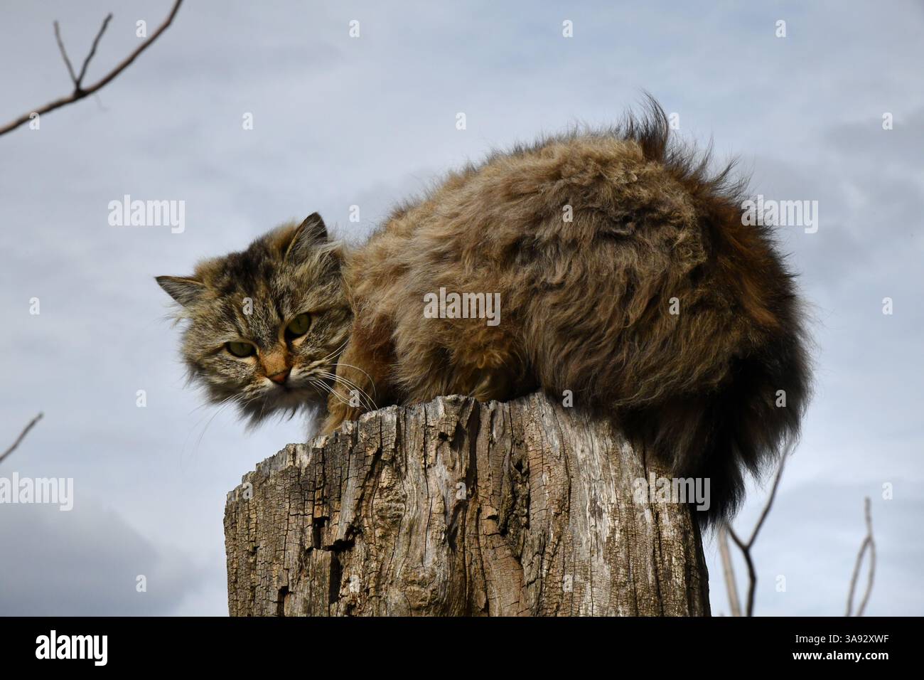 Niedliches Raubtier im Dschungel. Schöne Katze mit grünen Augen versteckt sich in grünen Blättern im Garten Stockfoto