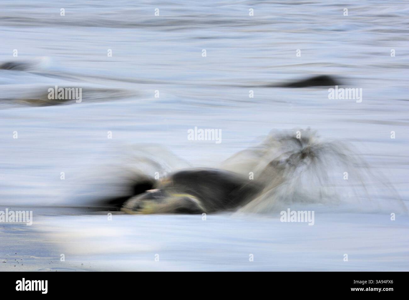 Die Ankunft einer Olive ridley Meeresschildkröte (Lepidochelys olivacea) am Strand von Ostional, Costa Rica, Pazifikküste, kann der Beginn einer Arr sein Stockfoto