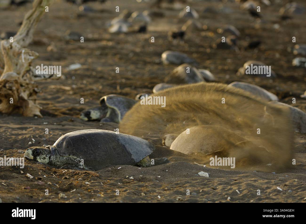 Während einer Arribada (Massennistveranstaltung) können Oliven-ridley-Meeresschildkröten (Lepidochelys olivacea) während der verschiedenen Niststadien beobachtet werden. Danach Stockfoto