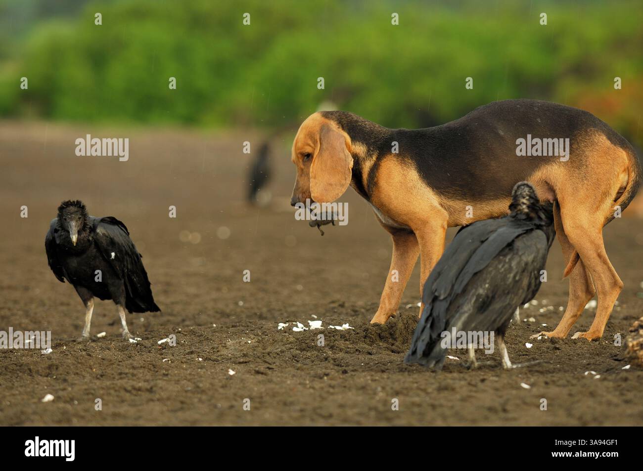 Haushund, der die Oliven-ridley-Meeresschildkröte (Lepidochelys olivacea) ausgräbt, im Sand begraben, wobei die Reste den schwarzen Geiern ausgesetzt sind ( Stockfoto