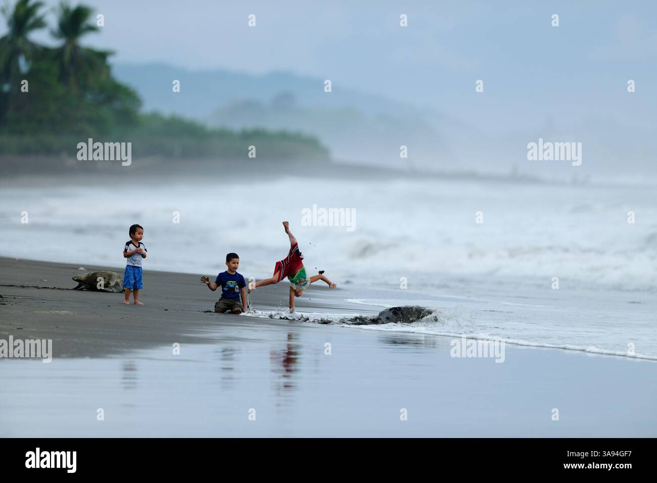 Die Gemeinde Ostional, Pazifikküste Costa Ricas, betreibt ein Projekt zur nachhaltigen Nutzung der Olive ridley Meeresschildkröten (Lepidochelys olivacea). Der Stockfoto