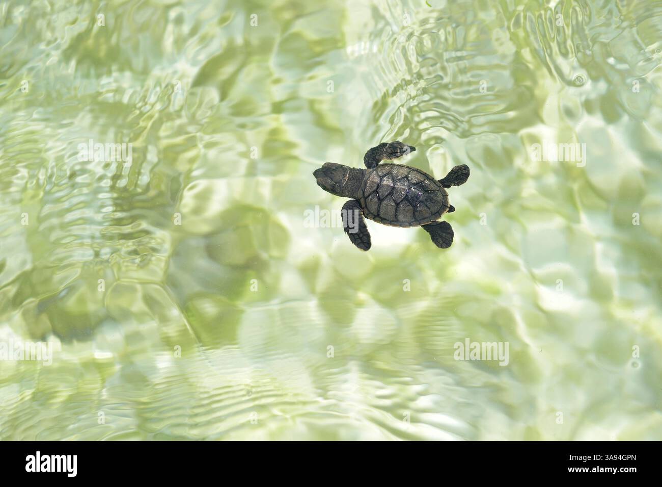 Sobald sie ins Wasser gelangt ist, kämpft die junge Karettschildkröte (Caretta caretta) gegen die Schwelle, um von der Küste weg zu schwimmen. Der so-Call Stockfoto