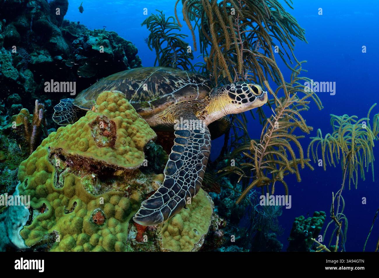 Schlafen oder Ruhen Grüne Meeresschildkröte (Chelonia mydas) Atlantik, Bonaire, Leeward Antilles, Karibik, niederländische Antillen | Ruhende oder schla Stockfoto