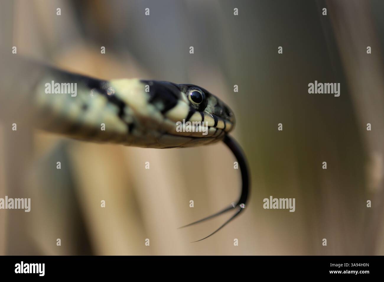 Die Grasschlange, auch als Ringelschlange oder Wasserschlange (Natrix natrix) bezeichnet, ist eine europäische nichtgiftige Schlange. | die Ringelnatter (Natrix natrix) Stockfoto