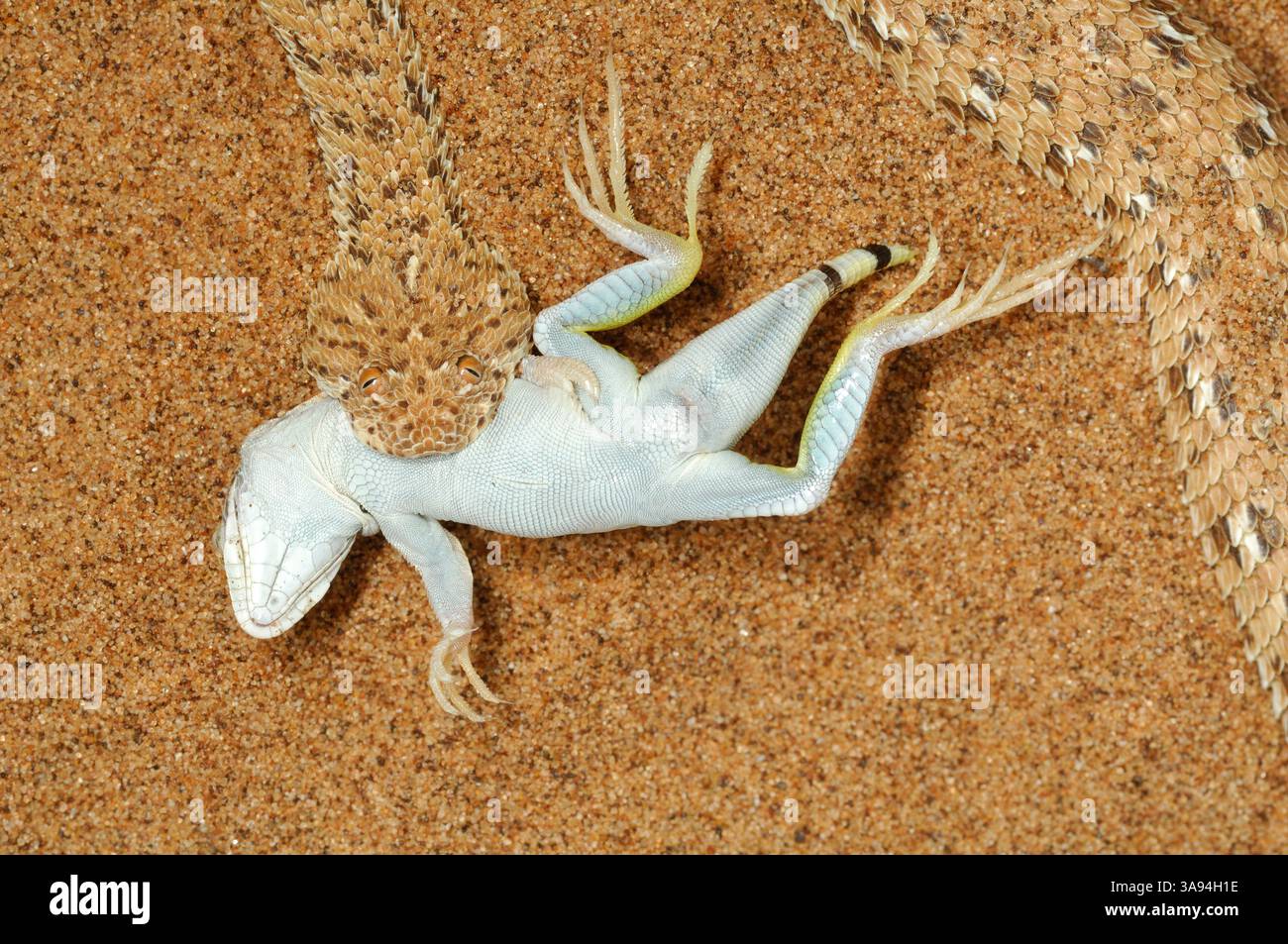 Die Zwergpuffotter, oder Peringuey-Wuestenotter, (Bitis peringueyi) gehört zu den Vipern und lebt nur in der Namib-Wüste und einigen angrenzenden Gebi Stockfoto