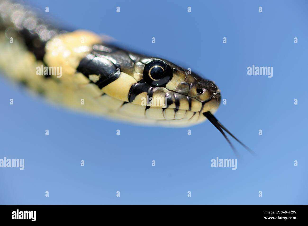 Die Grasschlange, auch als Ringelschlange oder Wasserschlange (Natrix natrix) bezeichnet, ist eine europäische nichtgiftige Schlange. | die Ringelnatter (Natrix natrix) Stockfoto