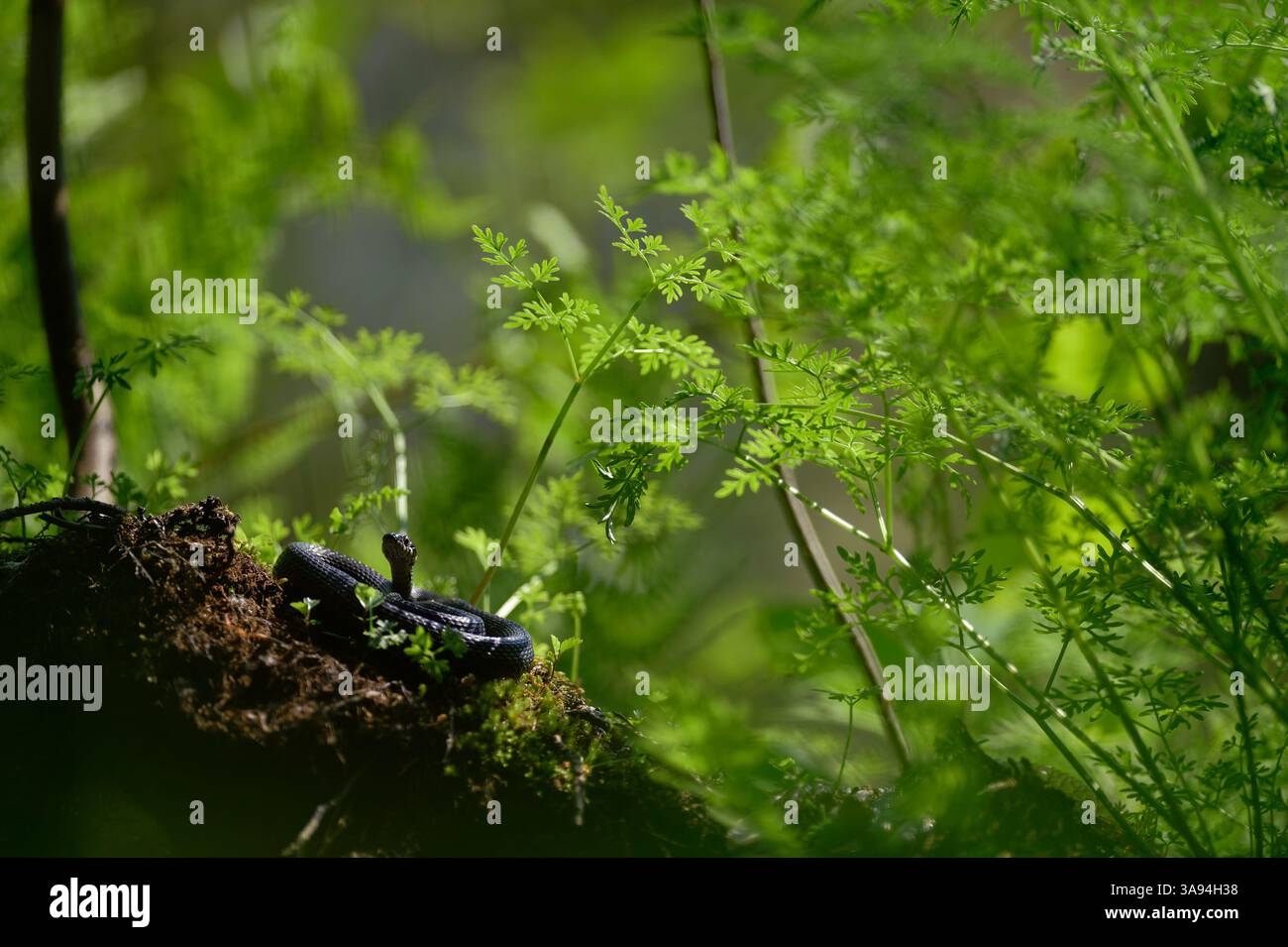 Die Grasschlange, auch als Ringelschlange oder Wasserschlange (Natrix natrix) bezeichnet, ist eine europäische nichtgiftige Schlange. | die Ringelnatter (Natrix natrix) Stockfoto