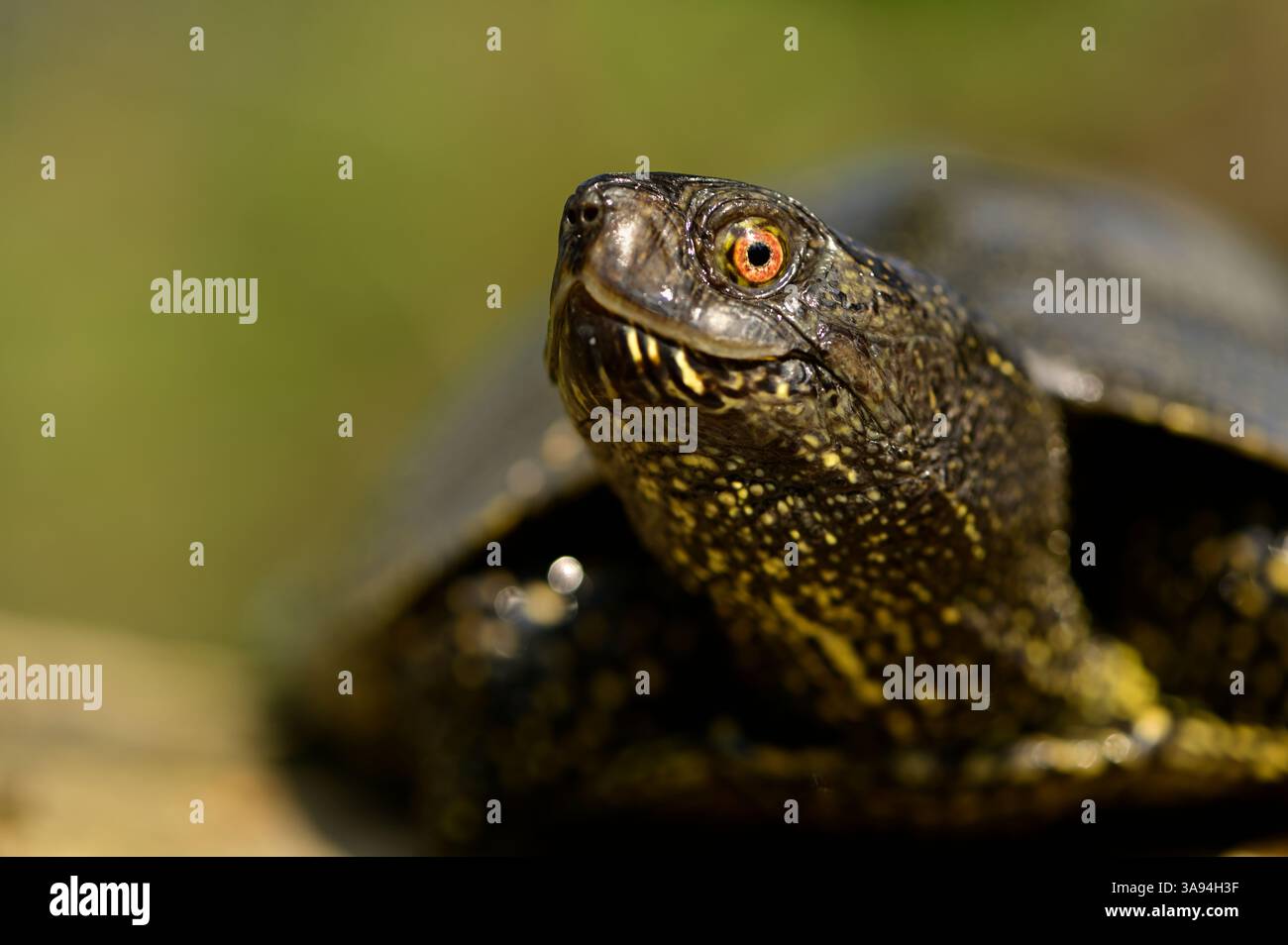 Europäische Teichschildkröte (Emys orbicularis), die sich auf einem sonnendurchfluteten Baumstamm in einem Auenhabitat in der Donauauaue bei Wien, Österreich, sonnt. Stockfoto