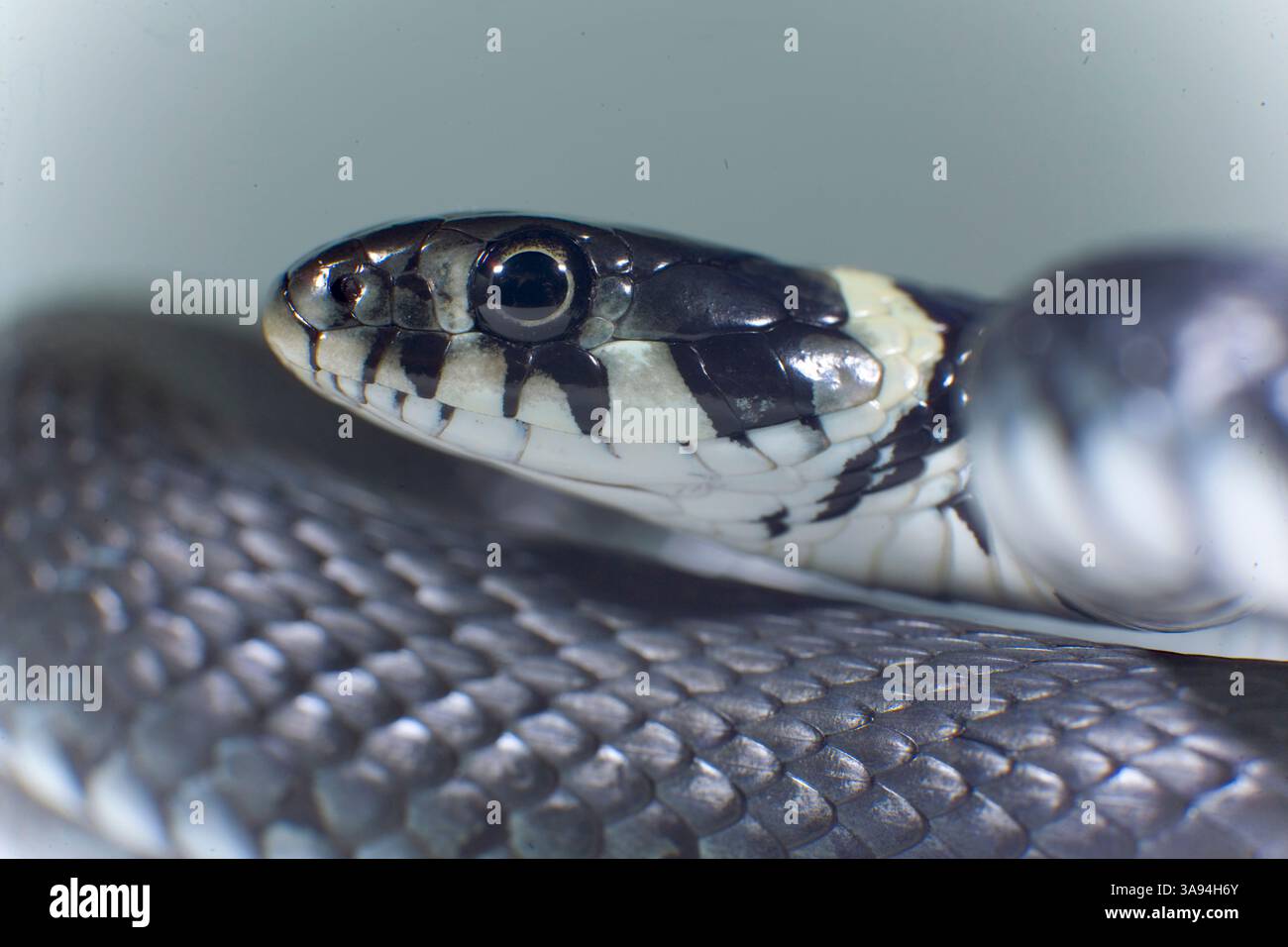Die Ringelnatter (Natrix natrix), ist eine in mehreren Unterarten in großen Teilen Europas und Asiens sowie Nordafrikas beheimatete Schlange, die zur Stockfoto