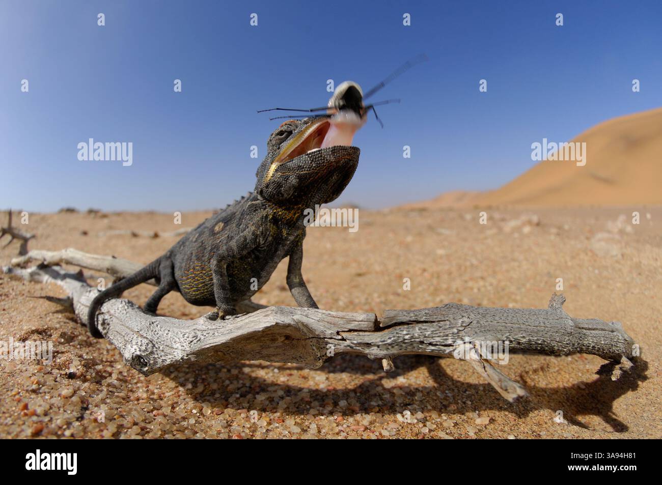 Namaqua Chamaeleon (Chamaeleo namaquensis) Namib Wüstensand | das junge Wuestenchamaeleon (Chamaeleo namaquensis) Hut in Sekundenbruchteil Stockfoto
