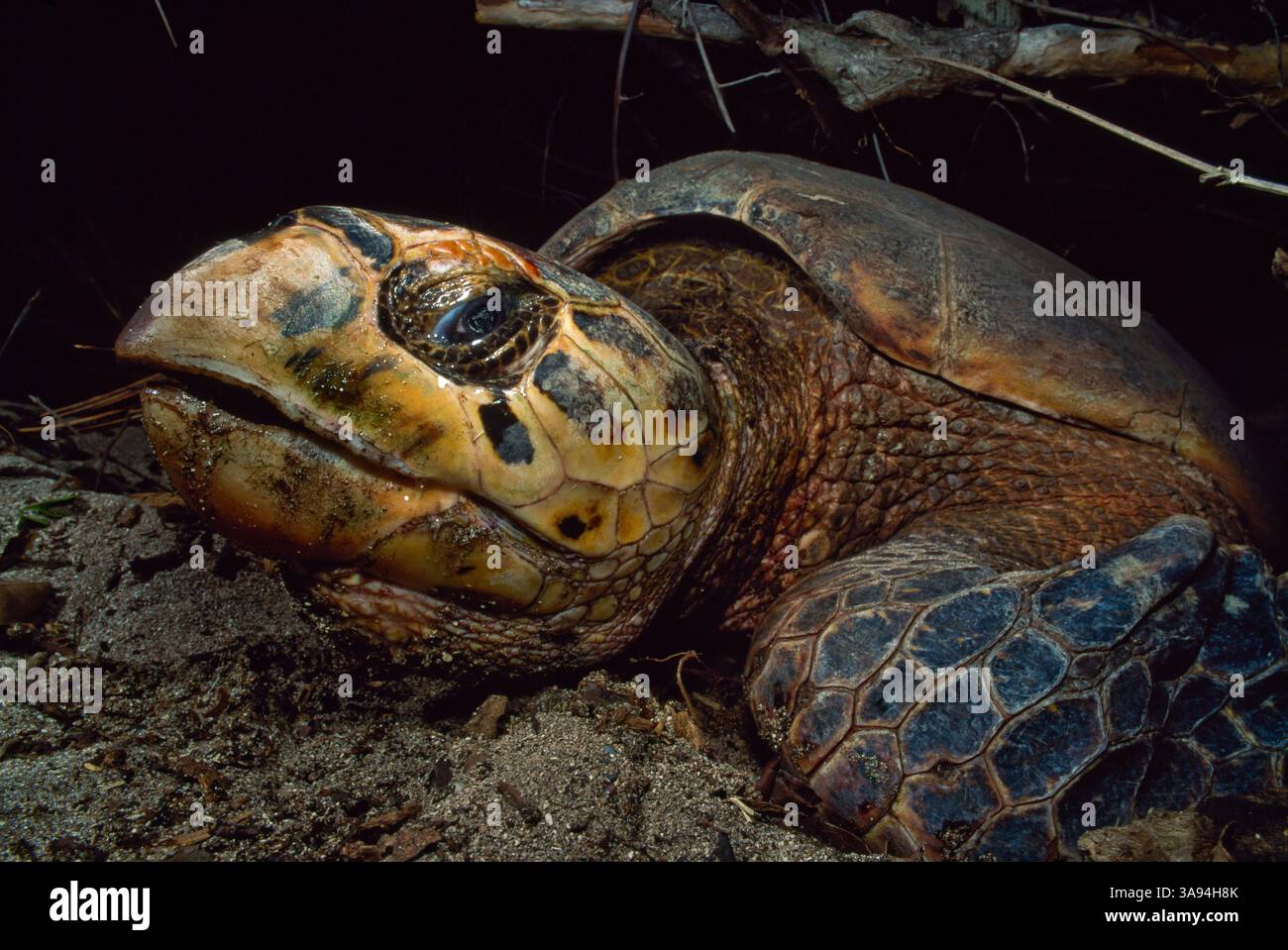 Echte Karettschildkröte (Eretmochelys Imbricata) Stockfoto