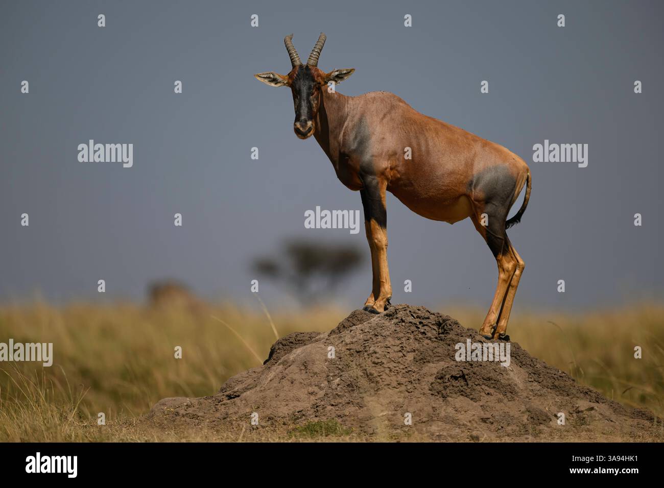 Topi steht auf einem Termitenhügel in den Masai Stockfoto