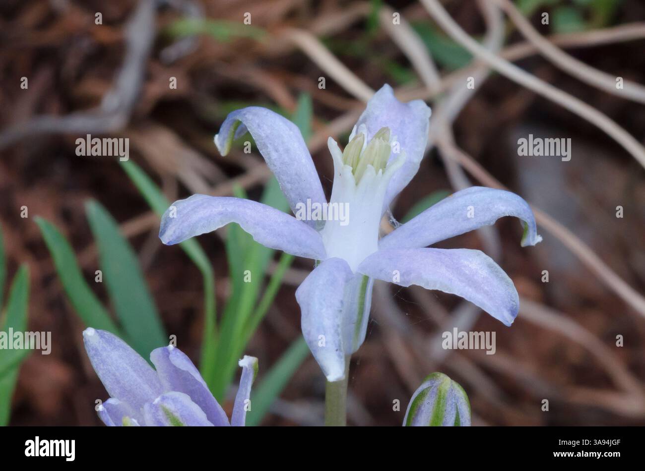Blaue Trichterlilie, Androstephium coeruleum Stockfoto