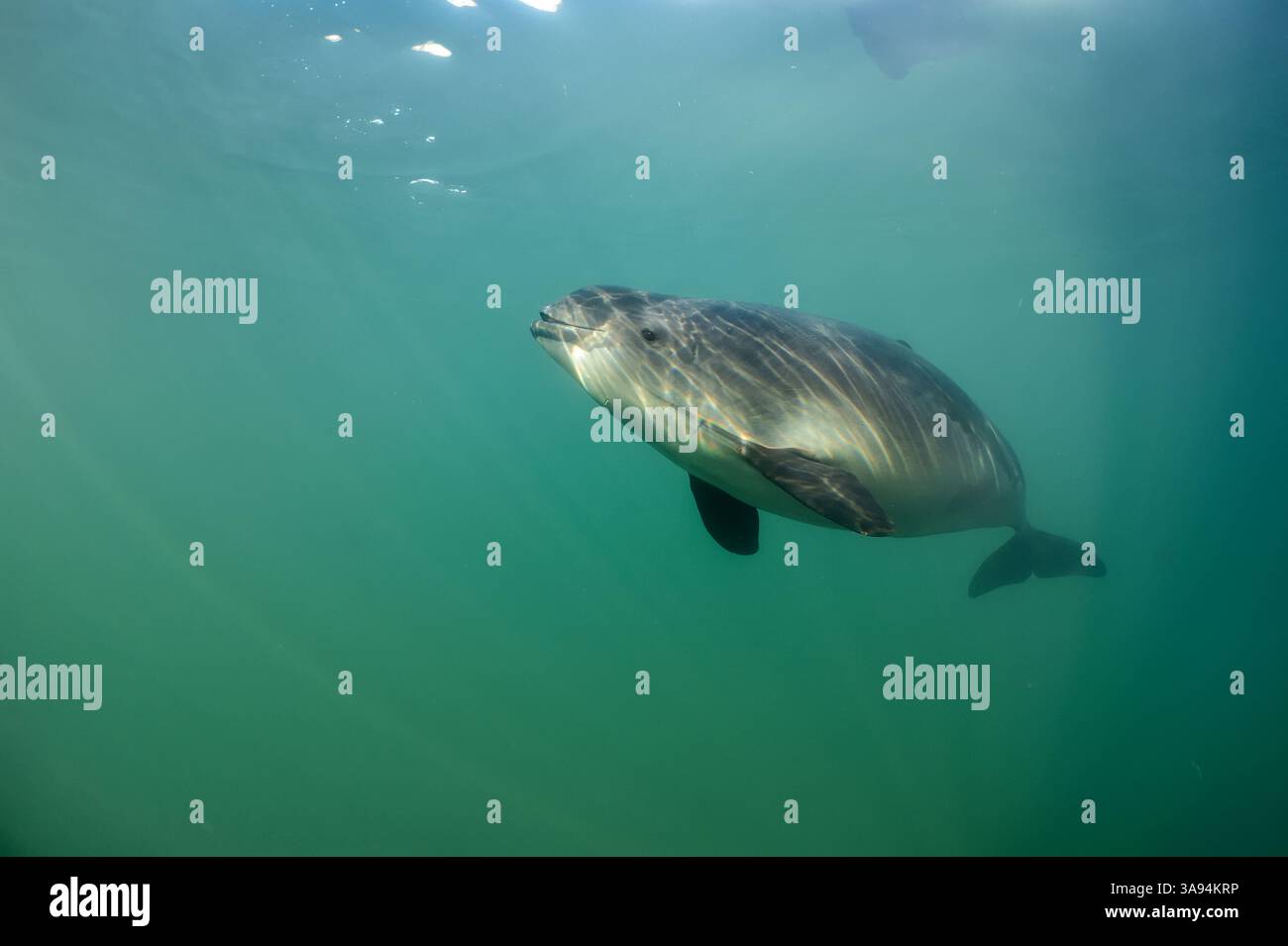 Der Hafenschwein (Phocoena phocoena) ist unser kleinster einheimischer Wal. Fjord&Bælt, Ostsee, Kerteminde, Dänemark Stockfoto