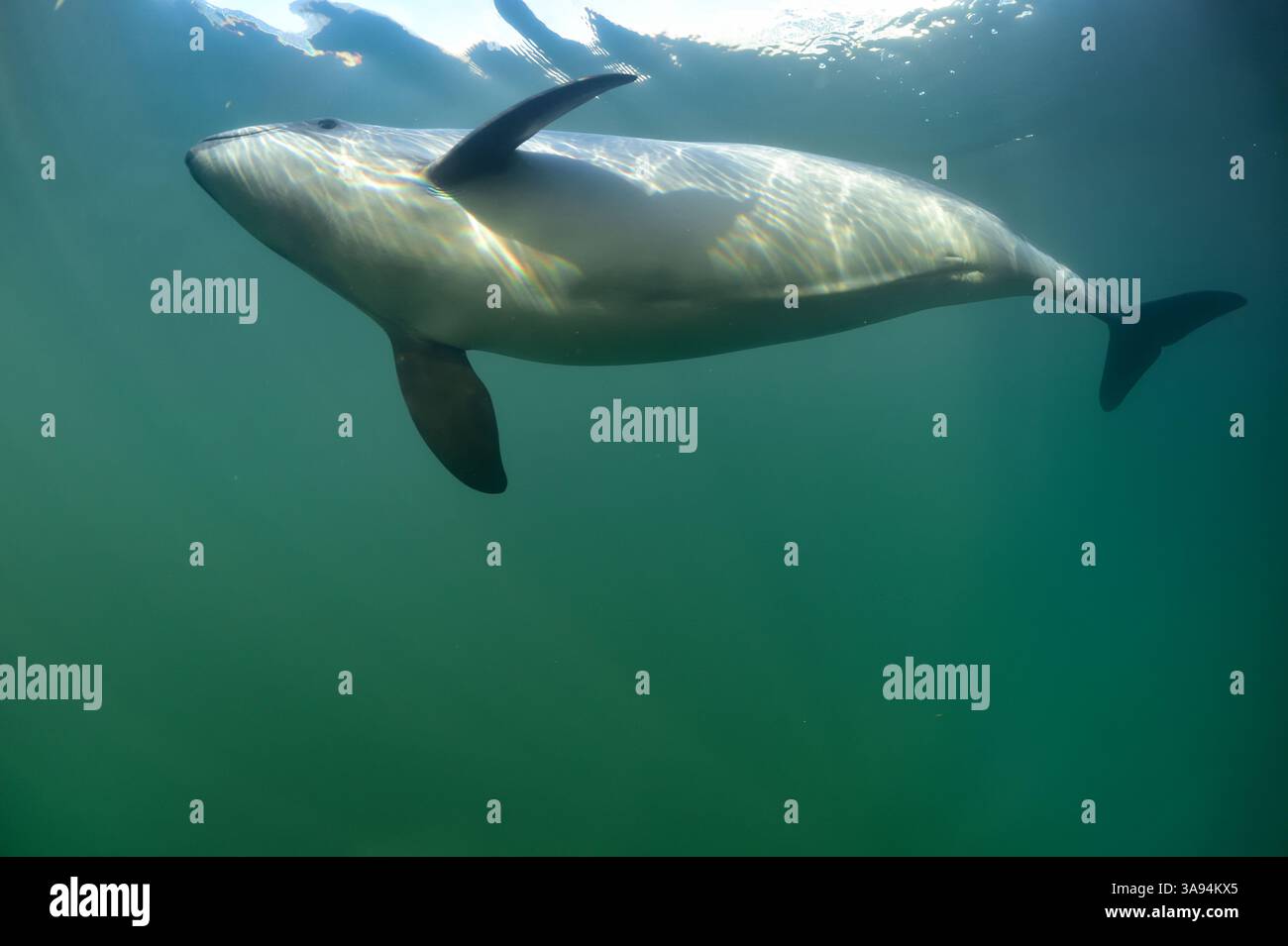 Der Hafenschwein (Phocoena phocoena) ist unser kleinster einheimischer Wal. Fjord&Bælt, Ostsee, Kerteminde, Dänemark Stockfoto
