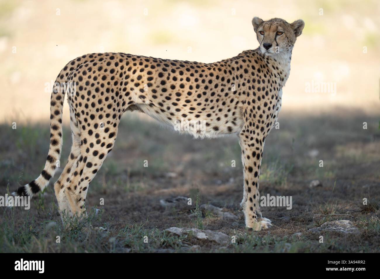 Wenn der Gepard still steht, scheint er einen seltsamen Körper mit einem hohen Hinterteil und einem kleinen Kopf zu haben, alles für Geschwindigkeit Stockfoto