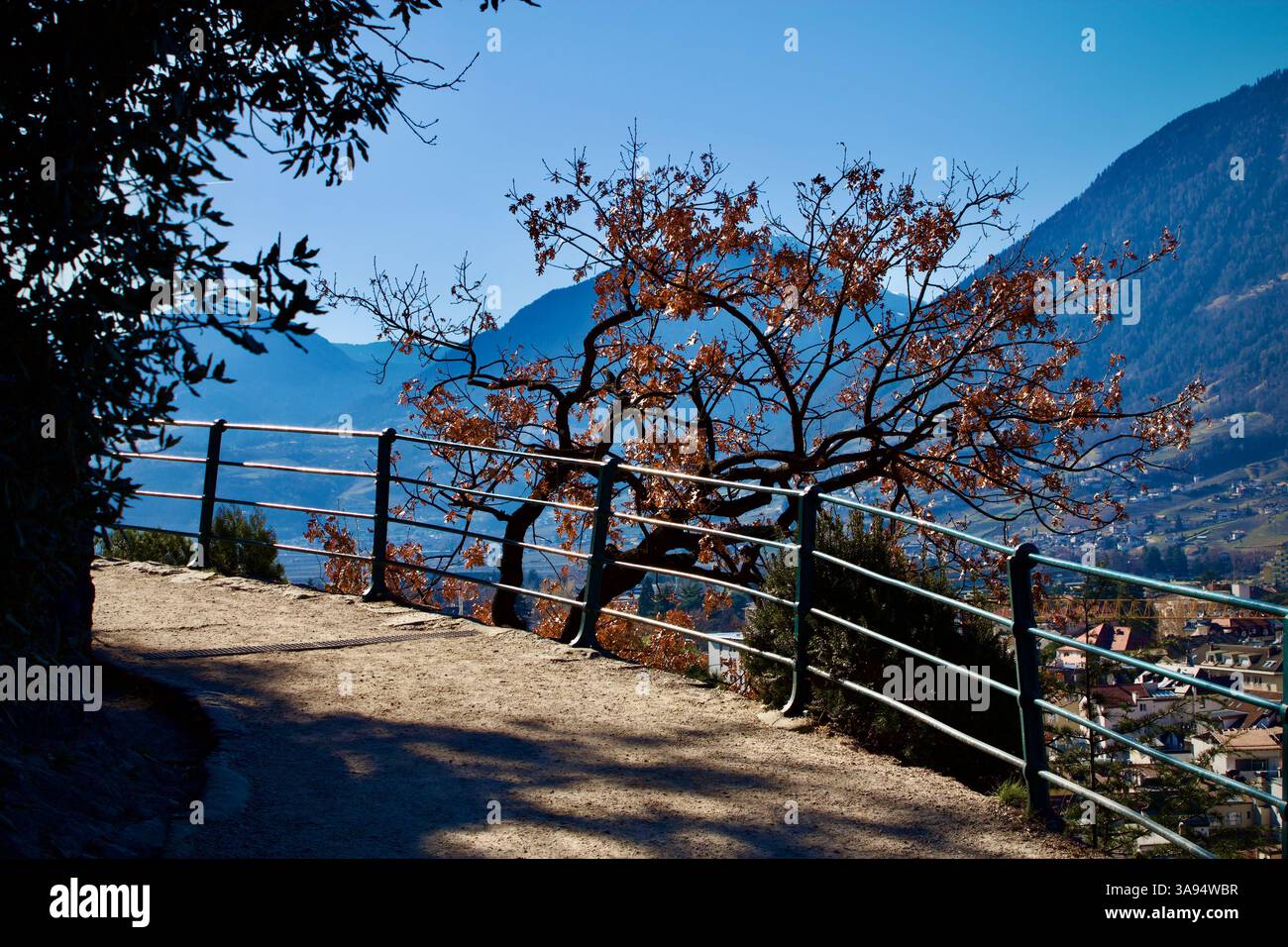 Bergaussichtspunkt mit Herbstbaum und Eisengeländer über Meran, Südtirol, Italien Stockfoto