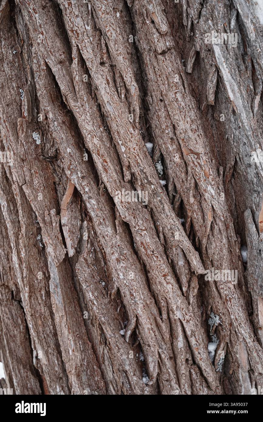 Nahaufnahme der rauen, strukturierten Rinde eines Baumes. Anzeigen detaillierter Muster und natürlicher Oberflächen. Stockfoto
