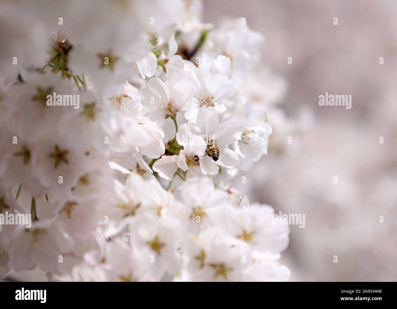 Cherry Blossom Festival Aktivitäten in Washington, District of Columbia, USA - 29. März 2025. Eine Honigbiene fliegt am 29. März 2025 in der National Mall in Washington, DC, um Pollen auf einer kürzlich blühenden Kirschblüte zu sammeln. Viele Touristen und Einwohner nehmen an den Aktivitäten des National Cherry Blossom Festival rund um die National Mall in Washington, DC, Teil. WASHINGTON DC VEREINIGTE STAATEN Copyright: XGentxShkullakux Stockfoto