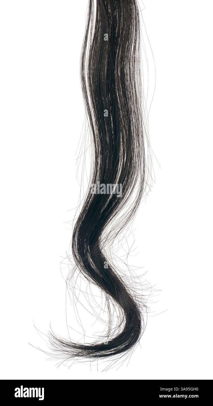 Schwarze oder dunkelbraune Haarsträhnen isolierter weißer Hintergrund, dünne natürliche, wellige oder lockige Haarverlängerung Stockfoto