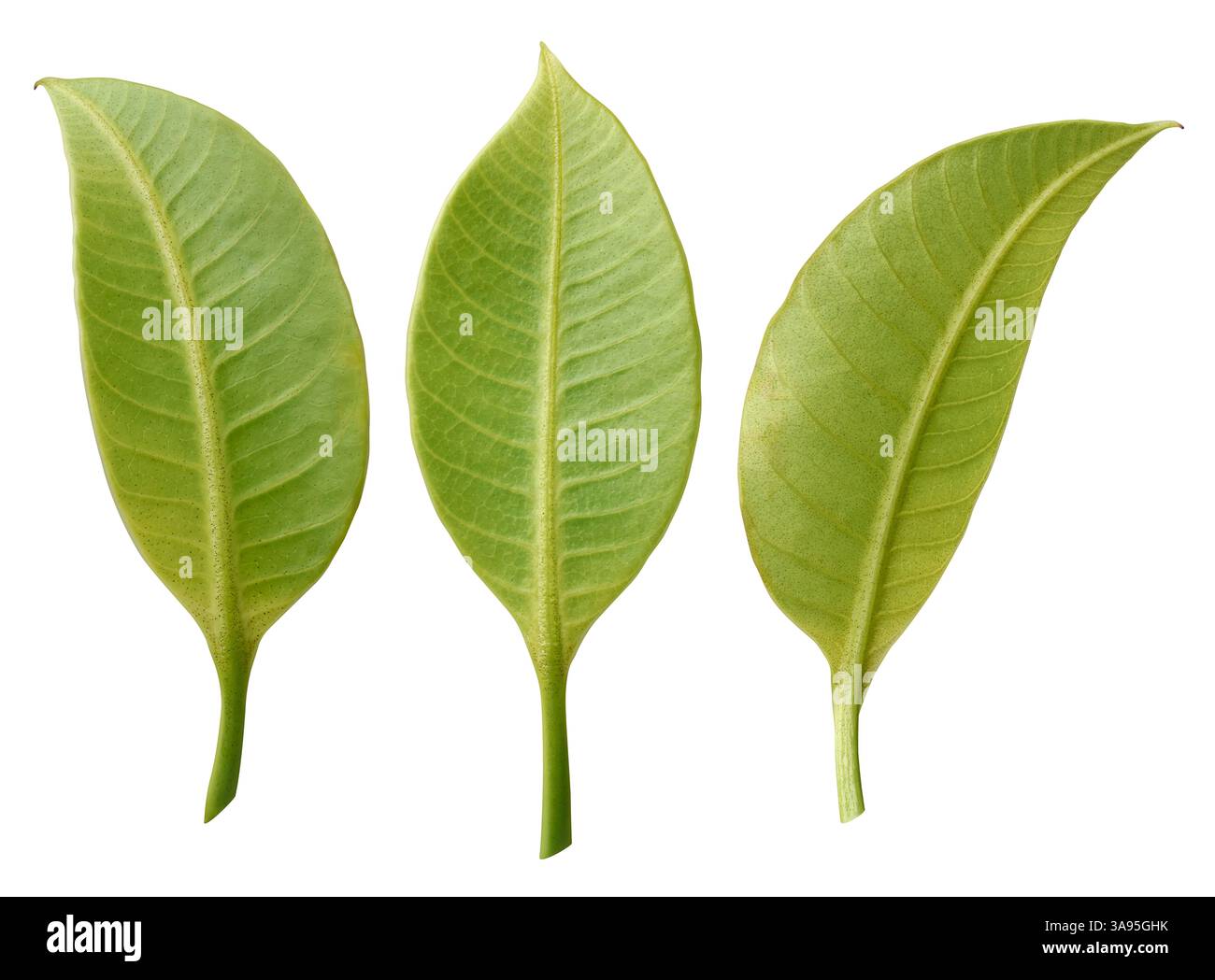 Set aus kleinen leuchtend grünen Farben hinterlässt isolierten weißen Hintergrund, glatte Oberfläche mit Textur der Adern, botanisches Konzept in verschiedenen Winkeln Stockfoto
