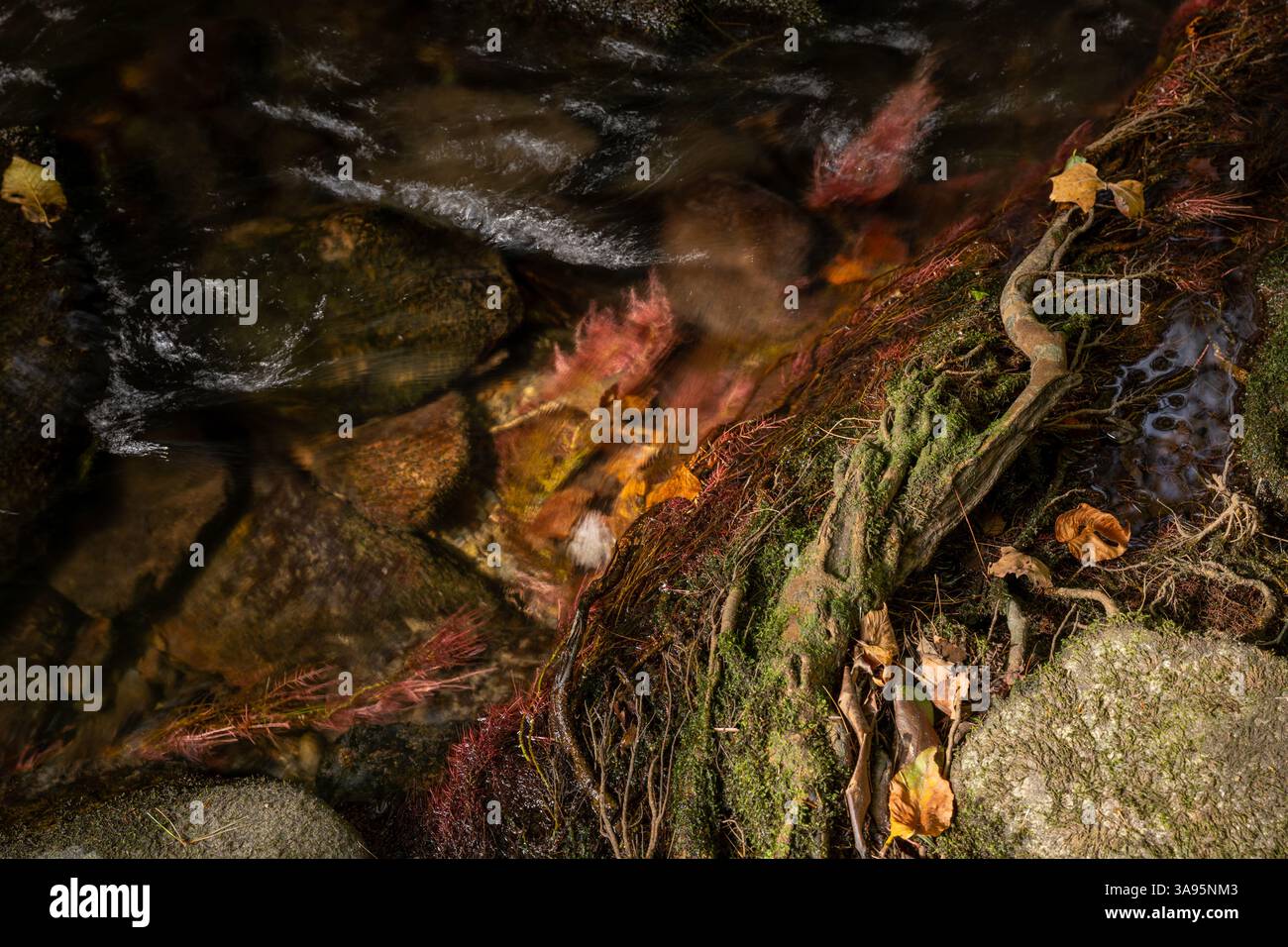 Wasser rauscht über Red Mossy Pflanzen am Rande des Cataloochee Creek im Great Smoky Mountains National Park Stockfoto